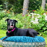 The Pawzilla. Large dog pillow